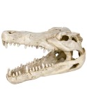 Cráneo cocodrilo de resina para acuario