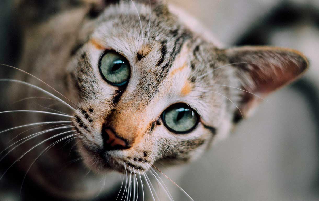 ¿Qué es el síndrome del gato paracaidista?