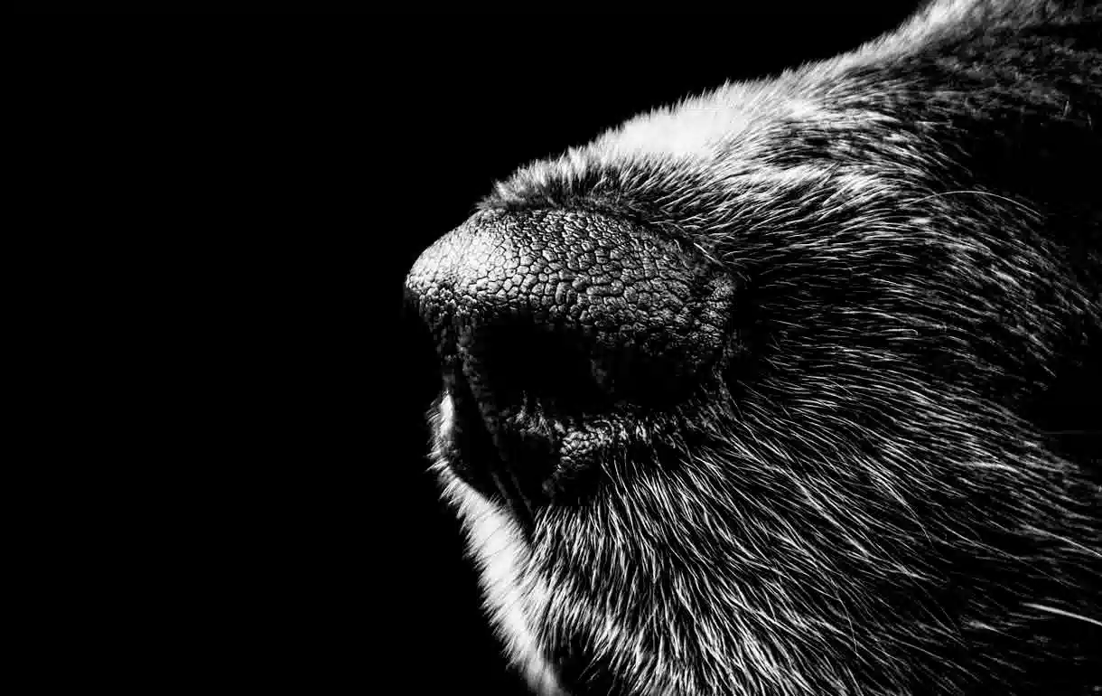 ¿Qué es la Hiperqueratosis canina?