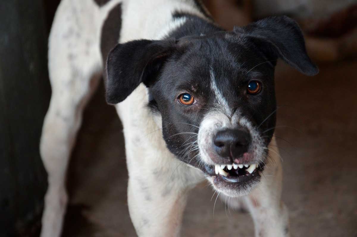 Identificación, prevención y tratamiento de la rabia en perros