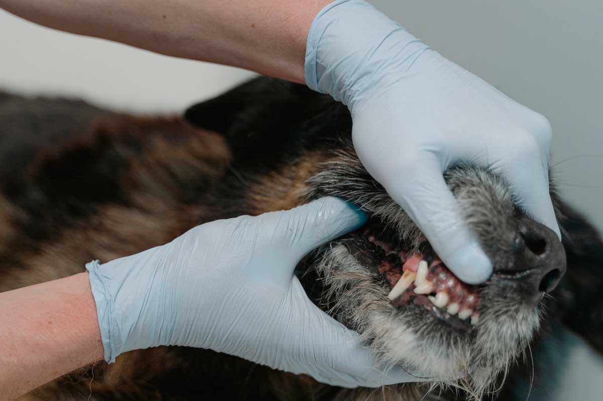 Qué es el Parvovirus canino sus síntomas y tratamiento - Nunpet