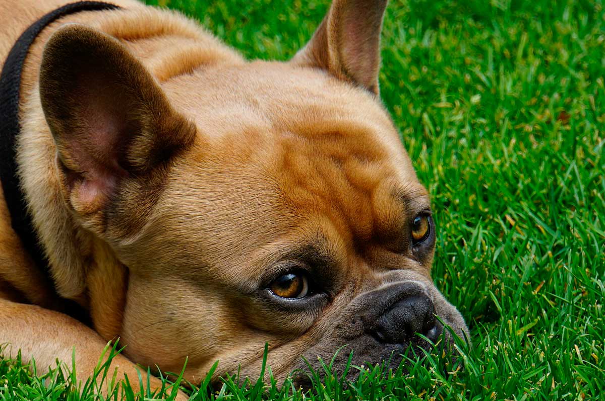 Los beneficios del uso de pipetas antiparasitarias en perros
