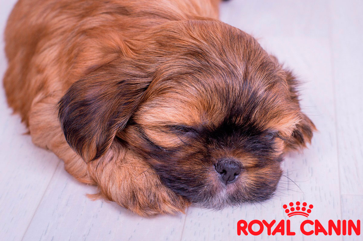 Royal Canin elabora pienso para perros de raza pura