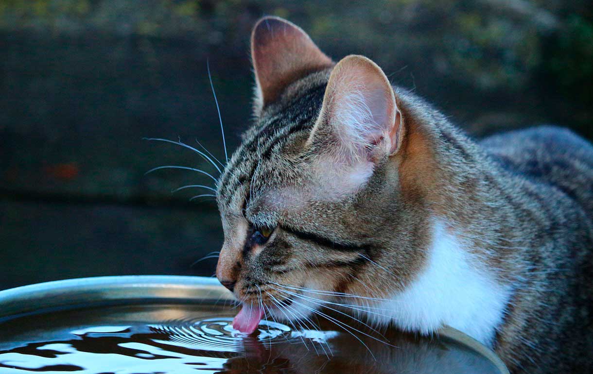 Relación entre hidratación y la comida húmeda para gatos