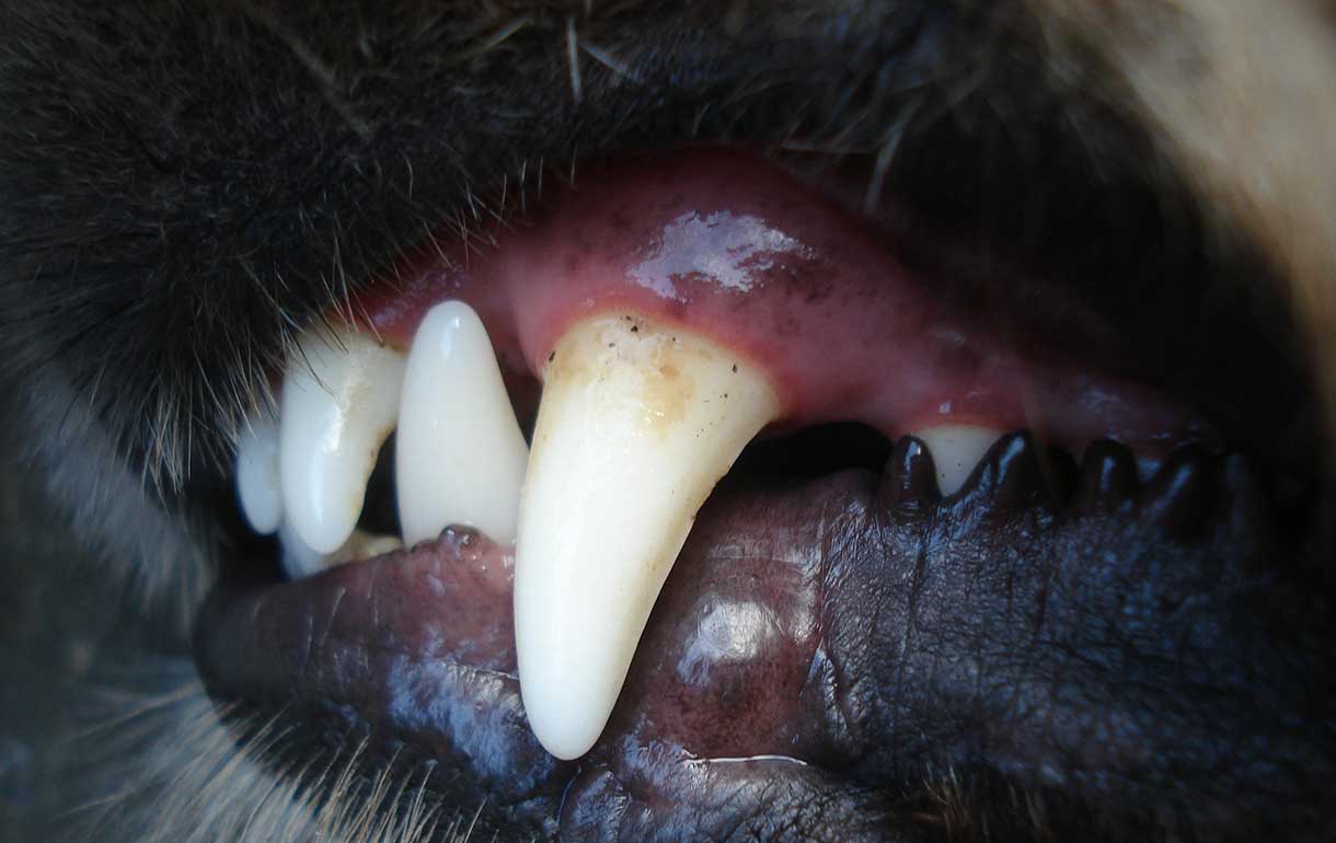 Síntomas y tratamiento de la gingivitis en perros