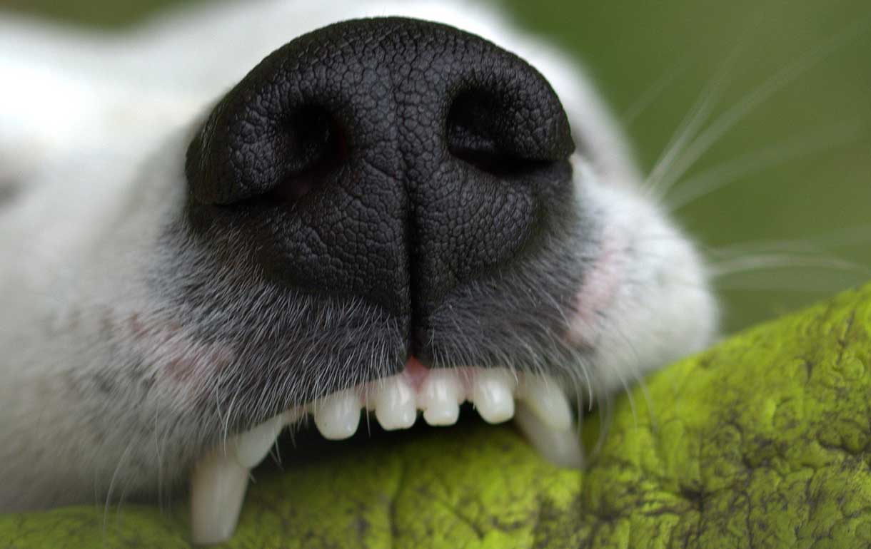 Síntomas y tratamiento de la gingivitis en perros