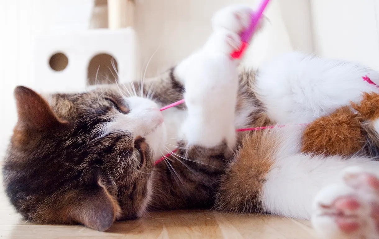 Causas y tratamiento de la pica en gatos