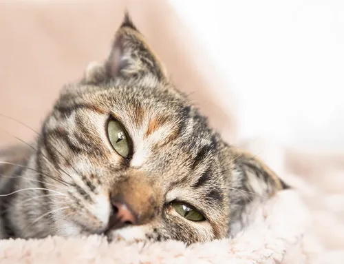 La depresión en gatos – causas, síntomas y tratamiento