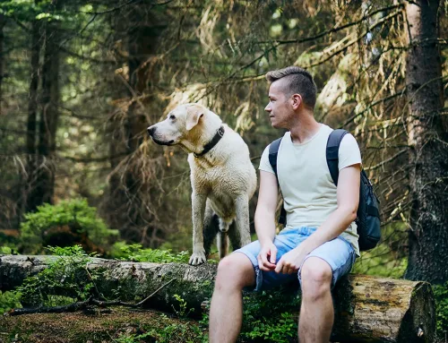 De la correa al parque: Cómo socializar a tu perro para una mejor salud emocional
