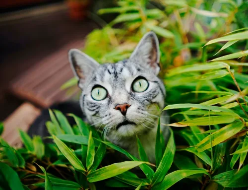 Gatos y plantas: cómo crear un espacio verde seguro en casa