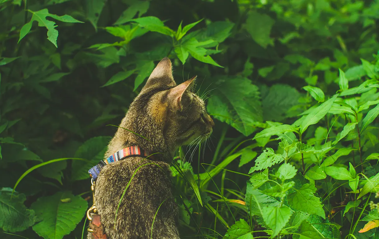 Gatos y plantas: cómo crear un espacio verde seguro en casa