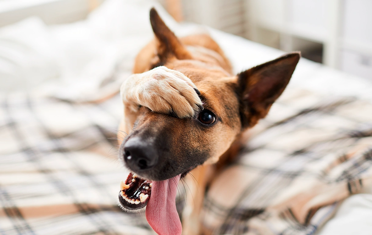 Entiende el lenguaje corporal de tu perro: señales clave