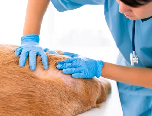Caspa en perros: causas, tratamientos y consejos para una piel sana