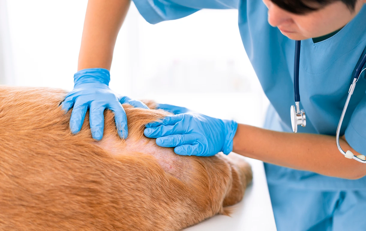 Caspa en perros: causas, tratamientos y consejos para una piel sana