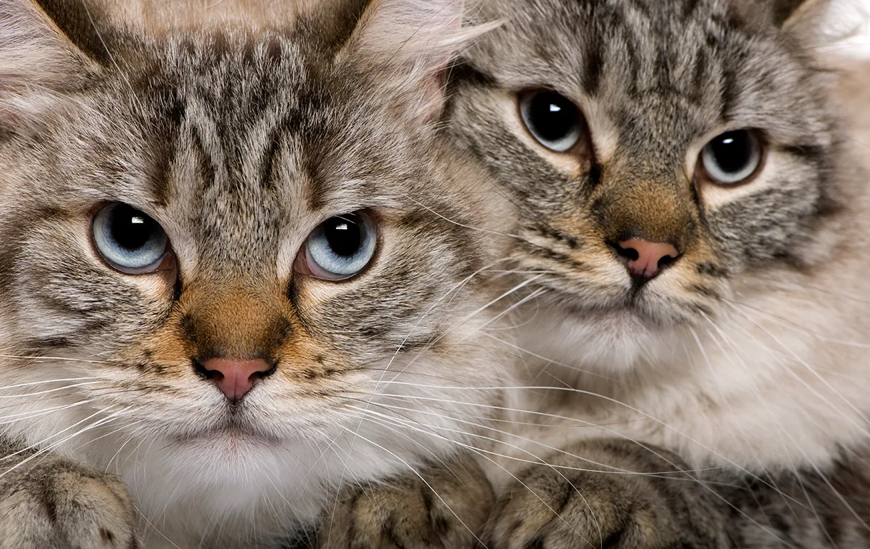 Las mejores razas de gatos para personas con alergias