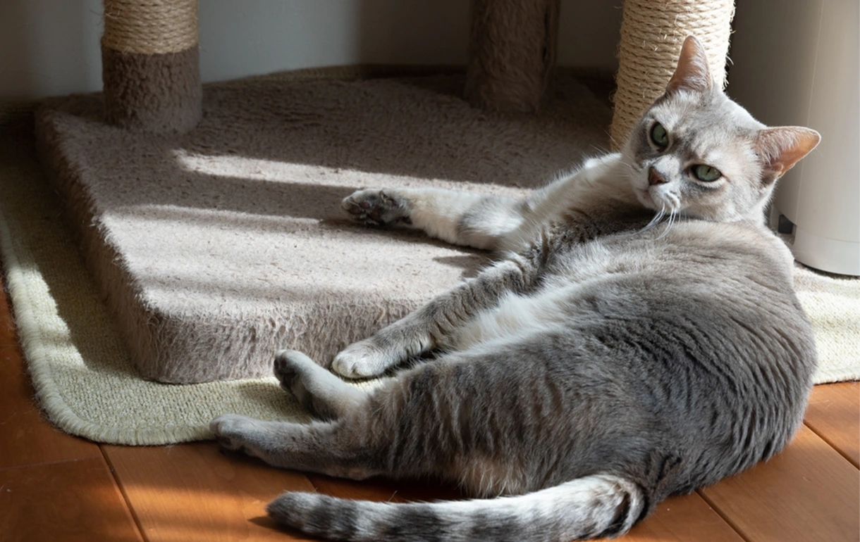 ¿Cómo evitar que tu gato rasque el sofá?