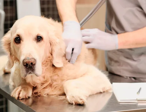 ¿Qué es el mastocitoma en perros y cuál es su tratamiento?