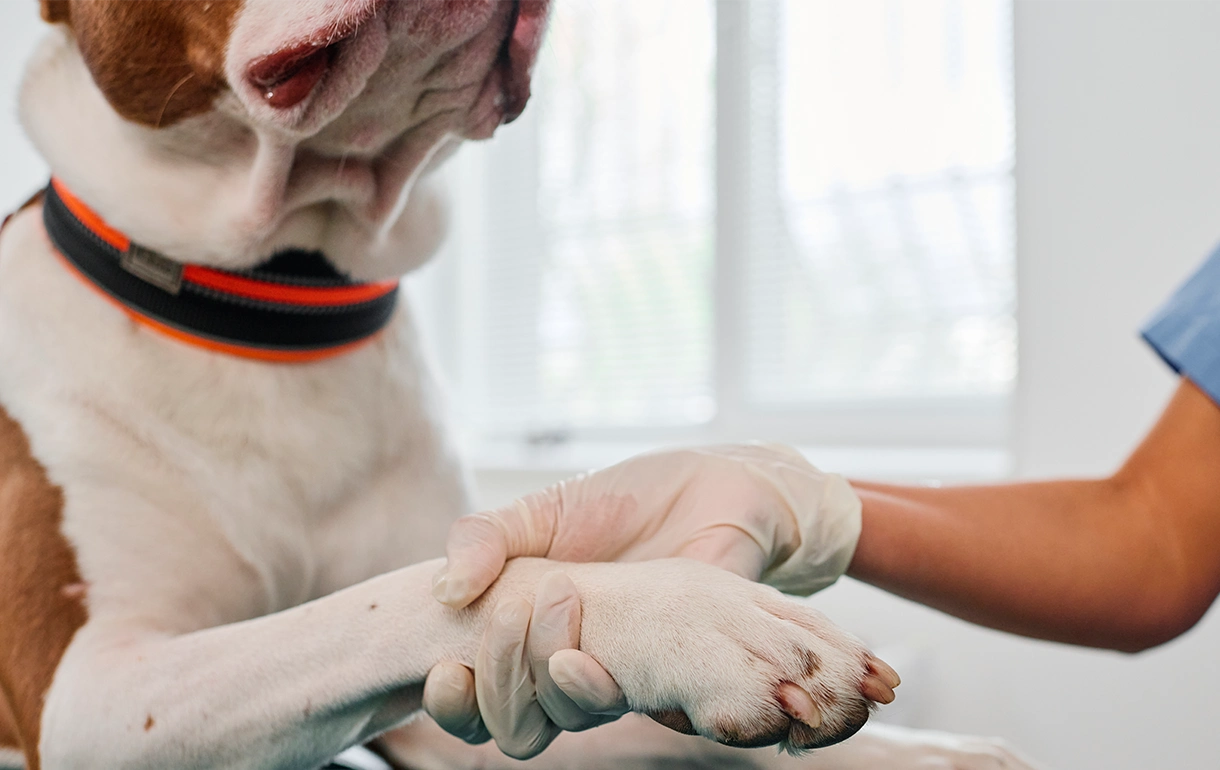 ¿Qué es el mastocitoma en perros y cuál es su tratamiento?