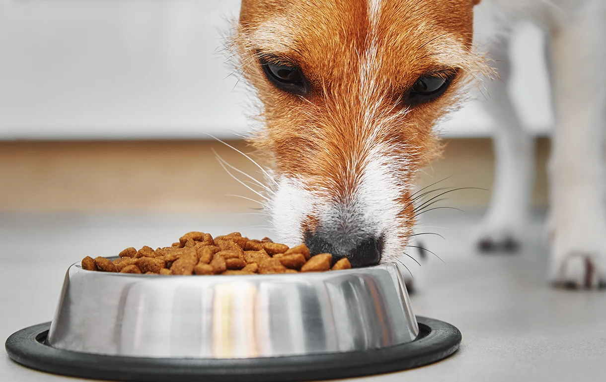 ¿Qué beneficios ofrece el pienso para perros con ingredientes naturales?