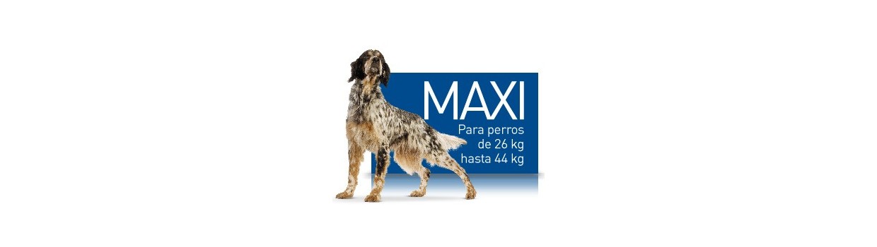 Pienso para perros Royal Canin Maxi